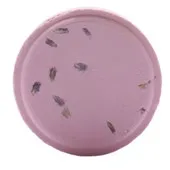 Galet de Douche - HARMONIE VIOLET